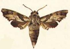 Polyptychopsis (Род)