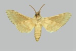 Praedora