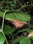 Procitheronia