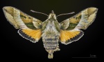 Arctonotus
