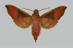 Protaleuron