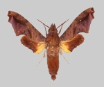 Pseudenyo