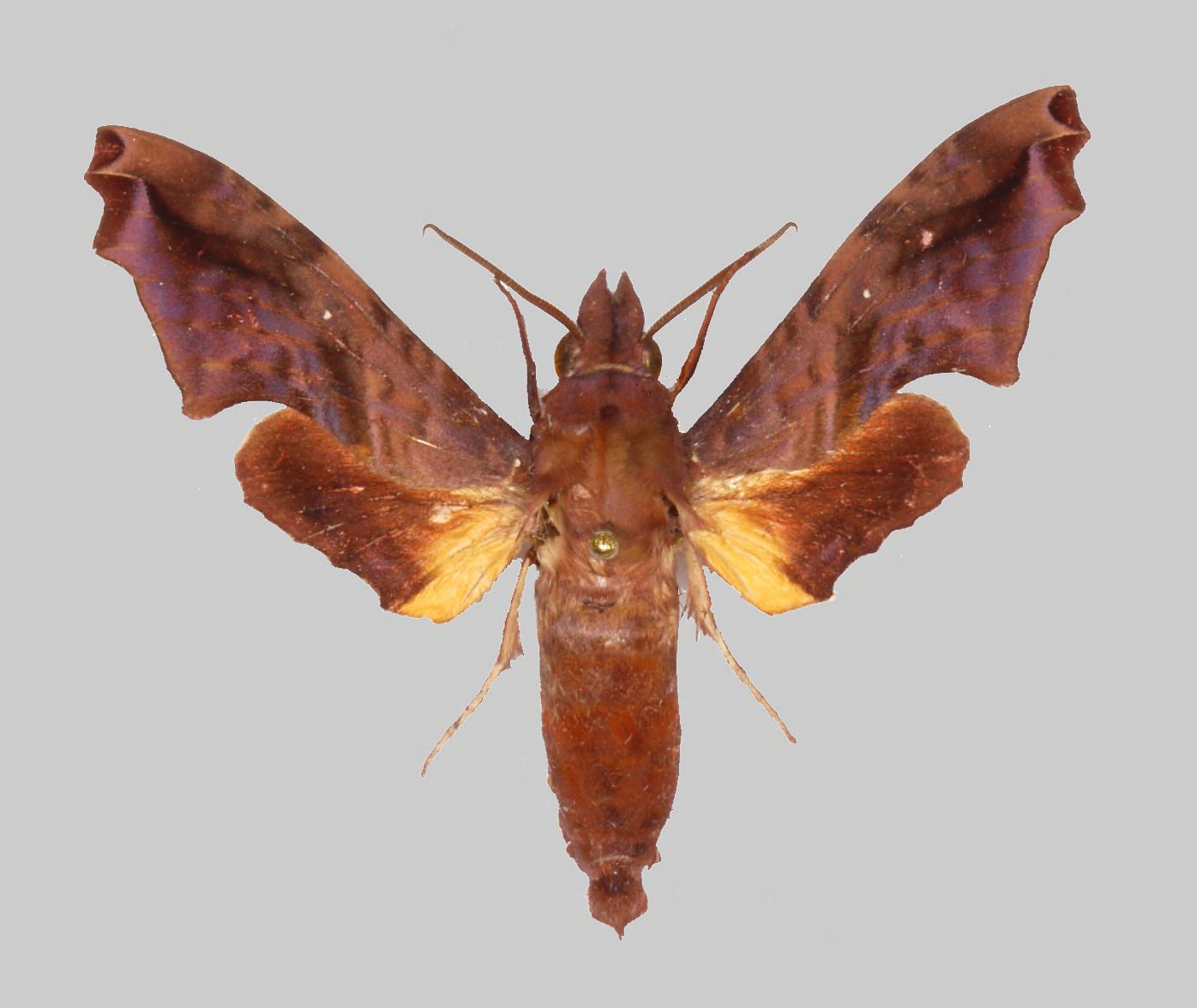 Pseudenyo (Род)