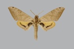Pseudoclanis
