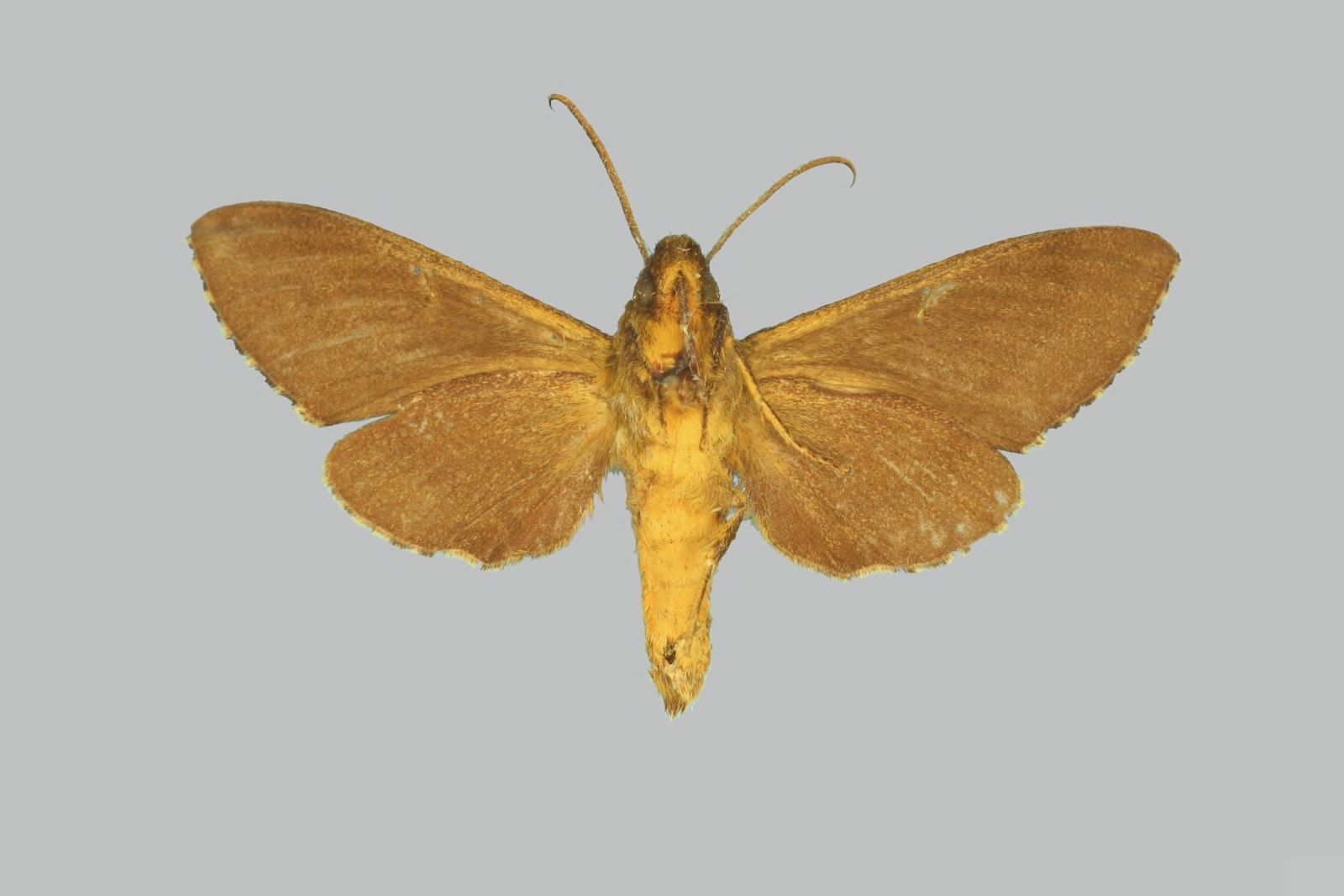 Pseudodolbina (Род)