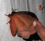 Pseudojana