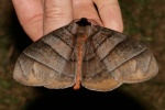 Pseudoganisa