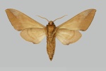 Pseudopolyptychus