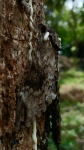 Psilogramma