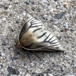 Pterolocera