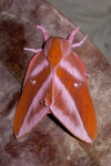 Rachesa