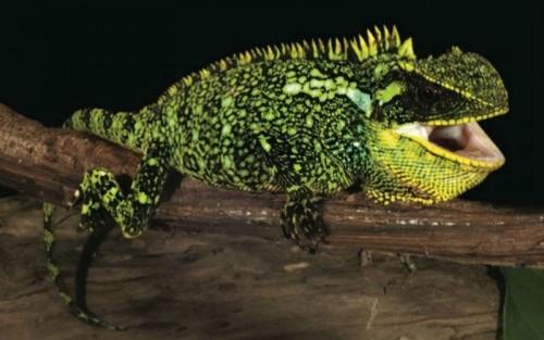 Reptil-1