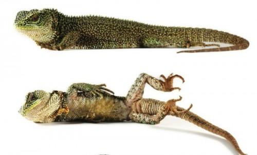 Reptil-2