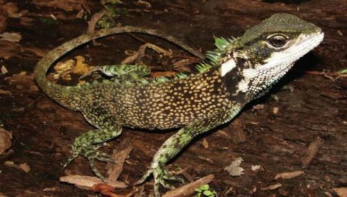 Reptil-3