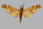 Rhadinopasa