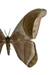 Rhescyntis