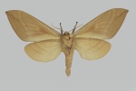 Rhodambulyx