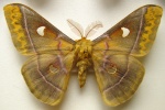 Rhodinia