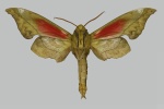 Rhodoprasina