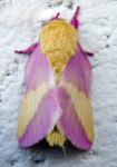 Dryocampa