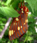 Citheronia