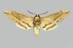 Sagenosoma