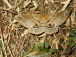 Подсемейство: Salassinae

	Salassa