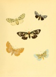 Tepilia