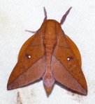 Подсемейство: Ceratocampinae

	Adeloneivaia