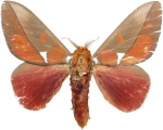 Schausiella