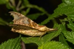 Smerinthulus