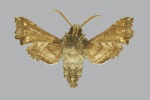 Sphingoneopsis