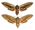 Сфинксы