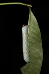 Xylophanes
