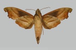 Stolidoptera