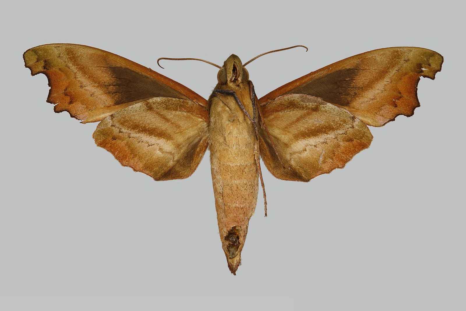 Stolidoptera