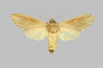Synoecha