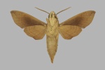 Temnora