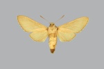 Thamnoecha