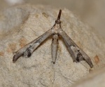 Tineodes
