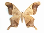 Titaea