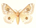Usta
