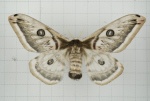 Eriogyna