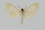 Viriclanis