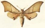 Xenosphingia