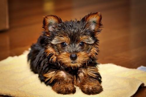 Yorkshire-terrier-1
