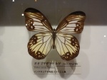 Zethera