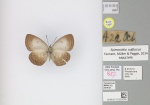 Epimastidia