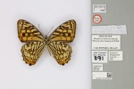 Rhaphicera