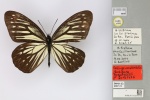 Подтриба: Zetherina

	Callarge